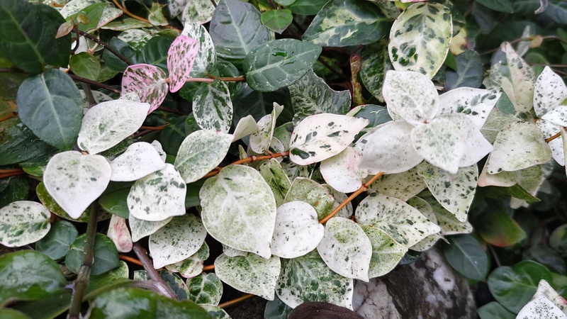 ハツユキカズラ 横浜市旭区東希望が丘