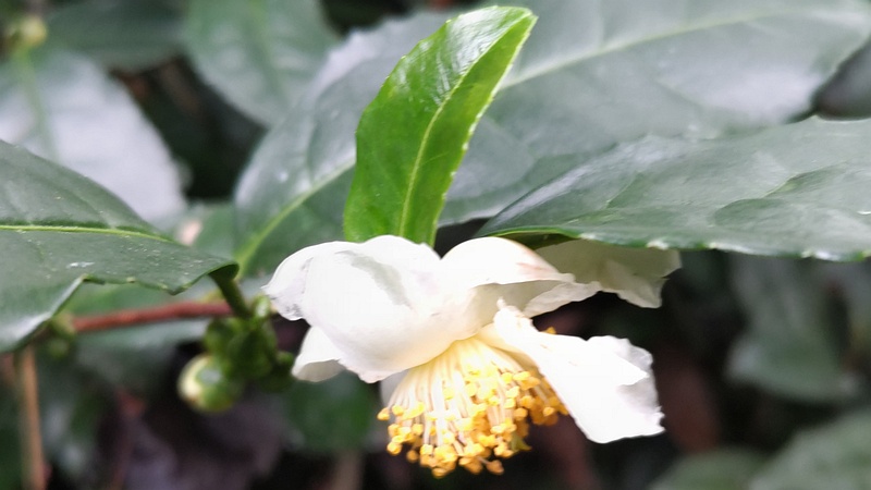 チャノキの花 横浜市旭区中希望が丘