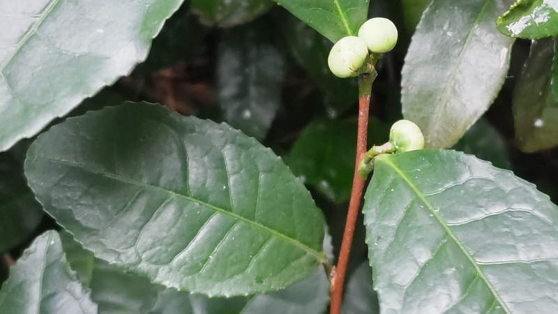 チャノキの蕾 横浜市旭区中希望が丘