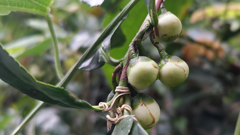 チャノキの蕾 横浜市旭区中希望が丘