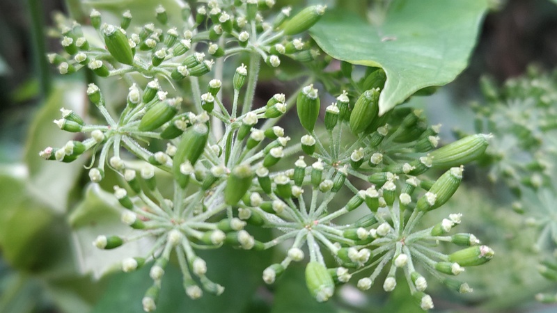 アシタバの花後 横浜市旭区中希望が丘