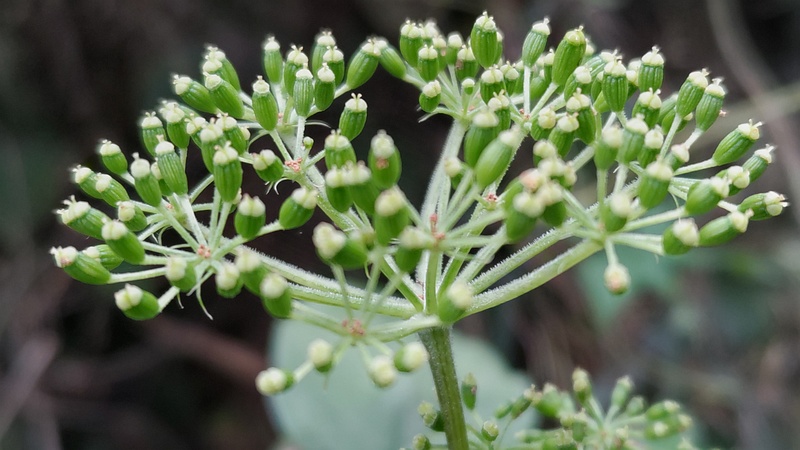 アシタバの花後 横浜市旭区中希望が丘