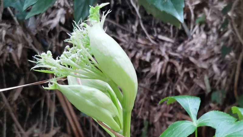 アシタバの蕾 横浜市旭区中希望が丘