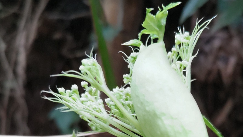 アシタバの蕾 横浜市旭区中希望が丘