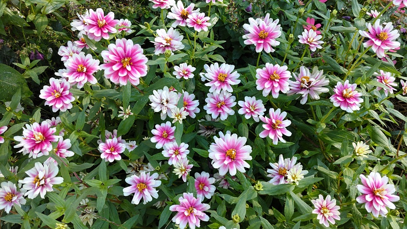 ヒャクニチソウの花 川崎市幸区さいわいふるさと公園
