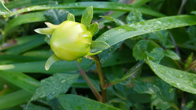 ダリアの蕾 川崎市幸区さいわいふるさと公園