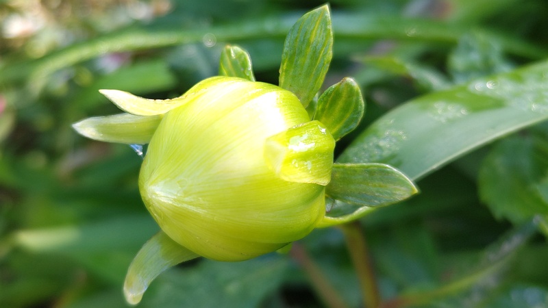 ダリアの蕾 川崎市幸区さいわいふるさと公園