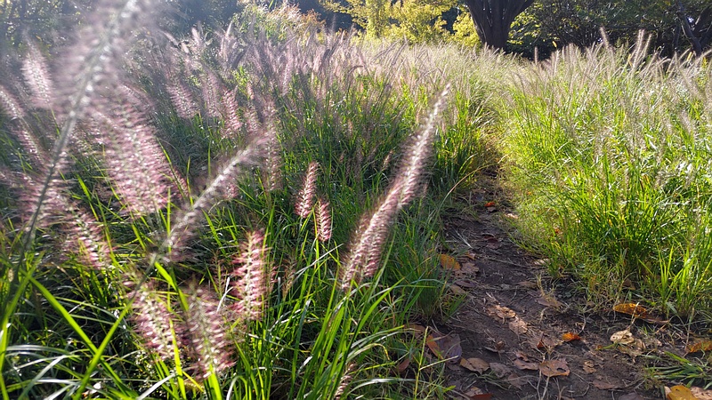 チカラシバ 川崎市幸区さいわいふるさと公園