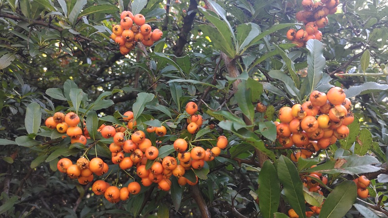 タチバナモドキの果実 川崎市幸区さいわいふるさと公園