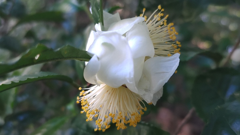 チャノキの花 川崎市幸区さいわいふるさと公園