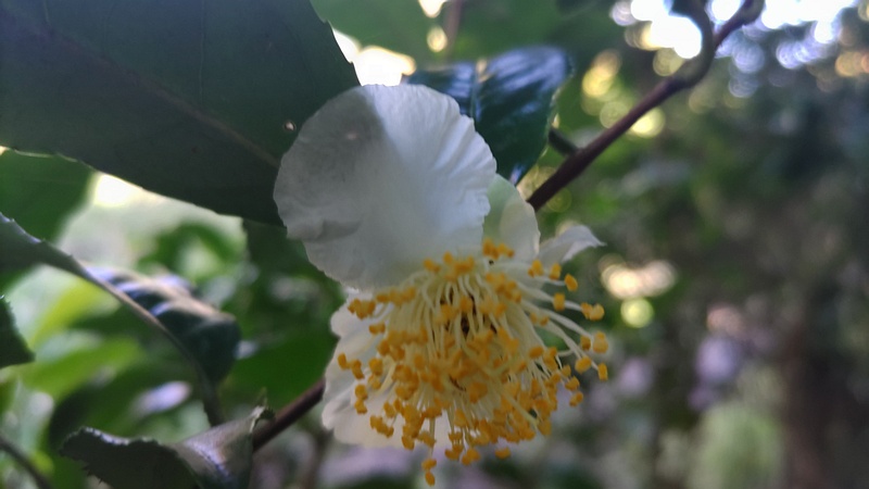 チャノキの花 川崎市幸区さいわいふるさと公園