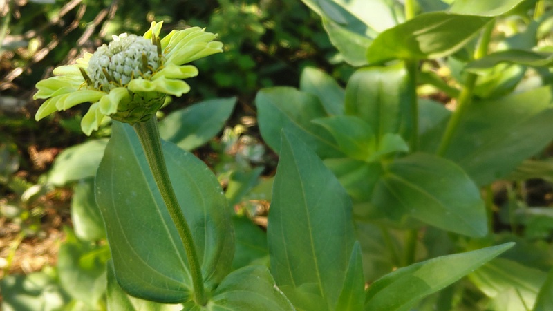 ヒャクニチソウの花後 川崎市幸区さいわいふるさと公園