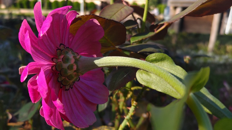 ヒャクニチソウ 川崎市幸区さいわいふるさと公園