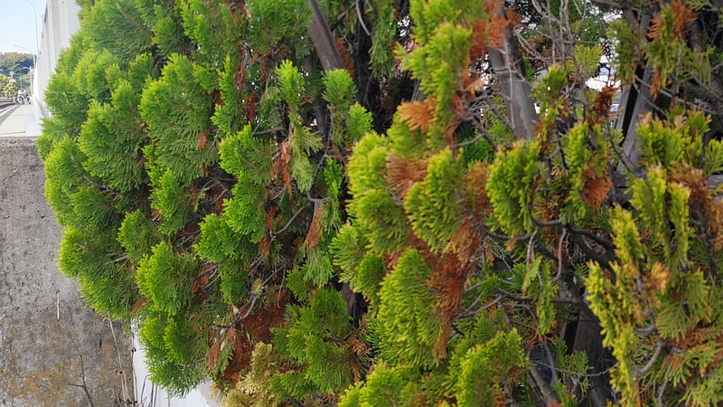 ニオイヒバ 川崎市幸区