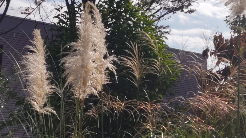 シロガネヨシ 川崎市幸区創造のもり