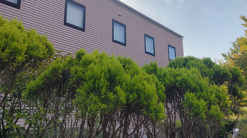 ニオイヒバ 川崎市幸区創造のもり