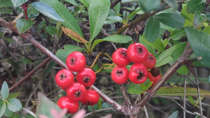 カザンデマリの果実 川崎市幸区創造のもり