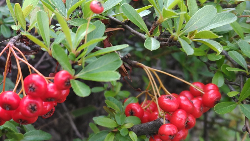 カザンデマリの果実 川崎市幸区創造のもり