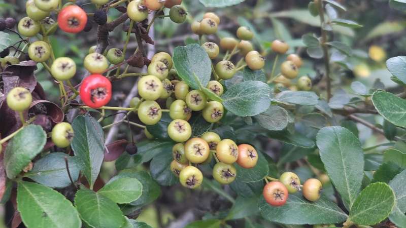カザンデマリの果実 川崎市幸区創造のもり