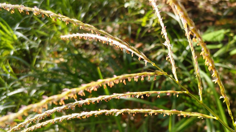 タチスズメノヒエ 川崎市幸区さいわいふるさと公園