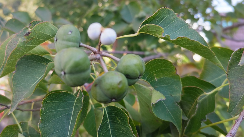 ナンキンハゼの果実 川崎市幸区さいわいふるさと公園
