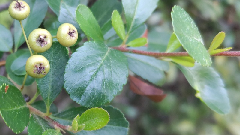 カザンデマリの果実 川崎市幸区創造のもり