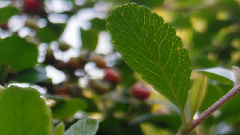 カザンデマリの果実 川崎市幸区創造のもり