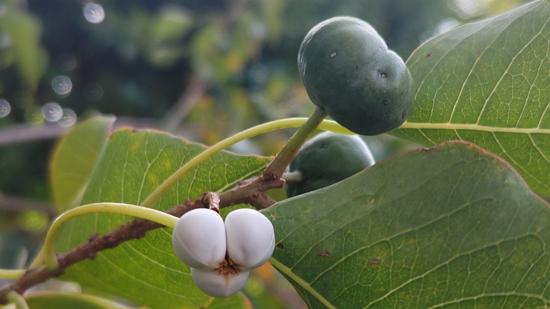 ナンキンハゼの果実 川崎市幸区さいわいふるさと公園