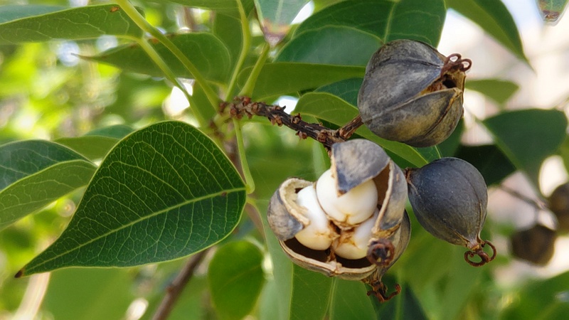 ナンキンハゼの果実 川崎市幸区さいわいふるさと公園