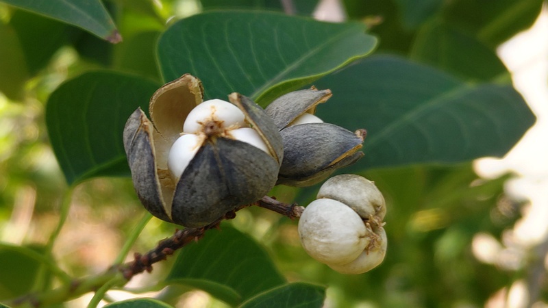 ナンキンハゼの果実 川崎市幸区さいわいふるさと公園