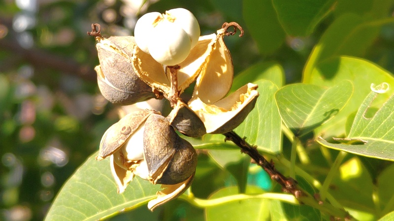 ナンキンハゼの果実 川崎市幸区さいわいふるさと公園