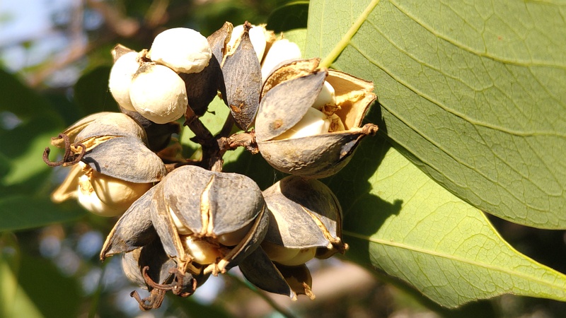 ナンキンハゼの果実 川崎市幸区さいわいふるさと公園