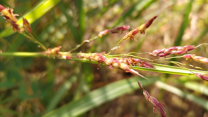 セイバンモロコシの花 川崎市幸区さいわいふるさと公園