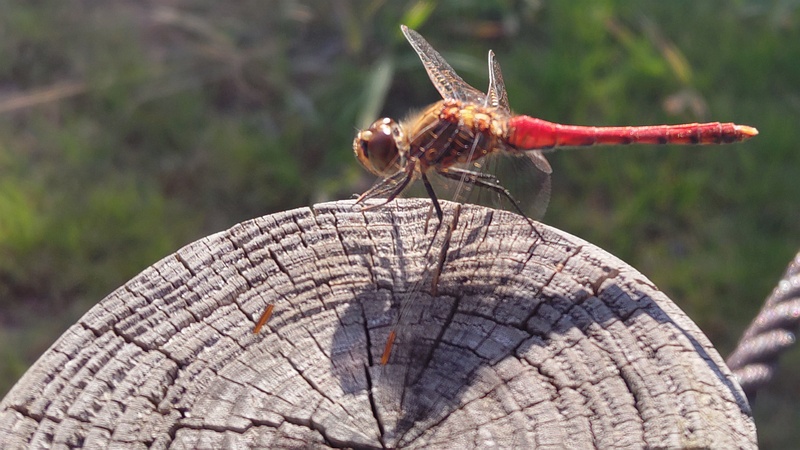 アキアカネ 川崎市幸区創造のもり