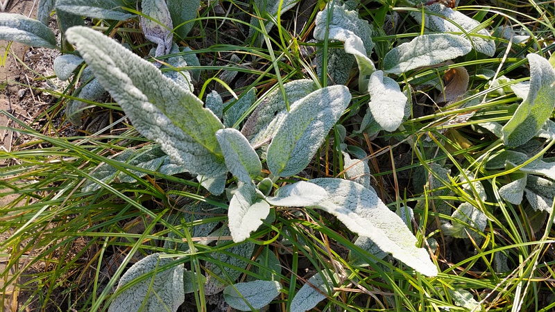 ワタチョロギ 川崎市幸区さいわいふるさと公園
