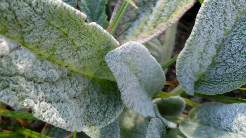 ワタチョロギ 川崎市幸区さいわいふるさと公園