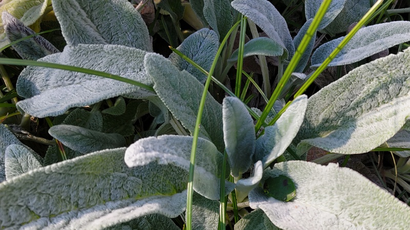 ワタチョロギ 川崎市幸区さいわいふるさと公園