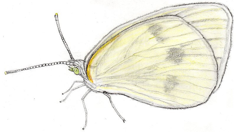 スケッチの練習 川崎市幸区