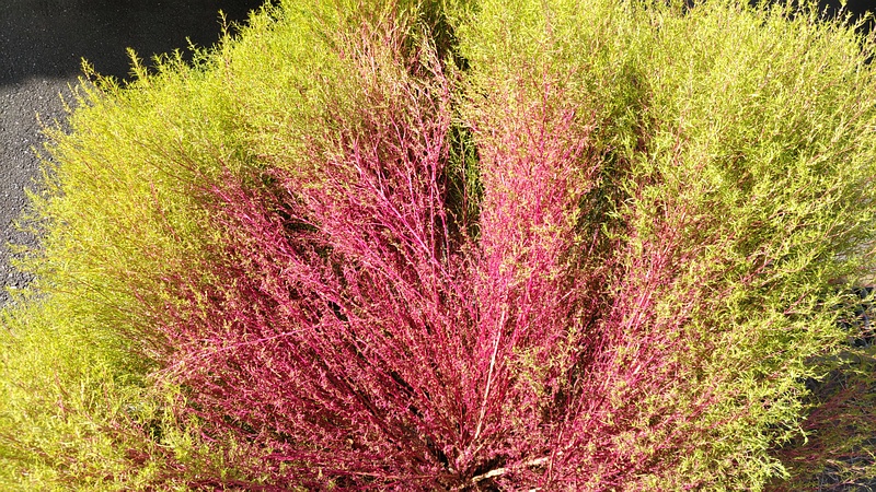 ホウキギ 横浜市旭区中希望が丘