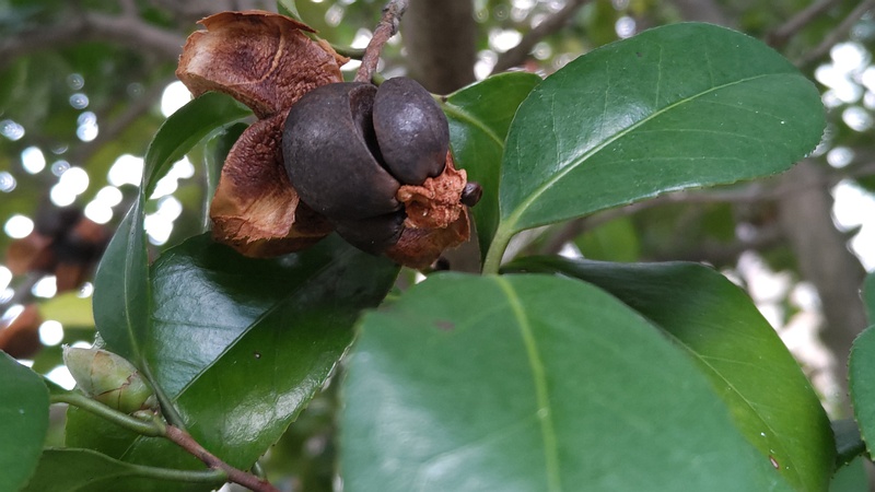 ツバキの果実 横浜市旭区今宿東町