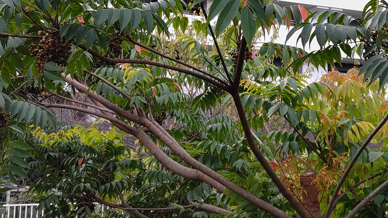 ハゼノキ 横浜市旭区今宿東町