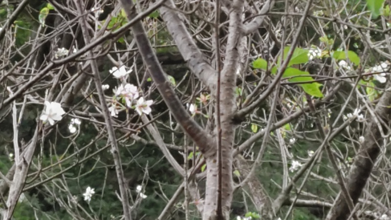ジュウガツザクラの花 横浜市旭区今宿南町清来寺