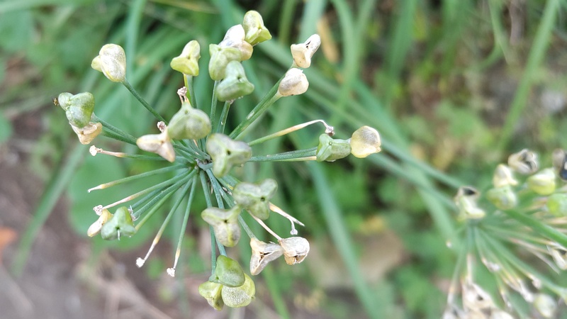 ニラの果実 横浜市旭区今宿南町