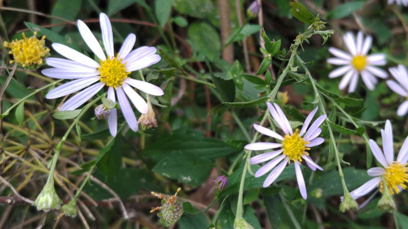 カントウヨメナの花 横浜市旭区今宿南町
