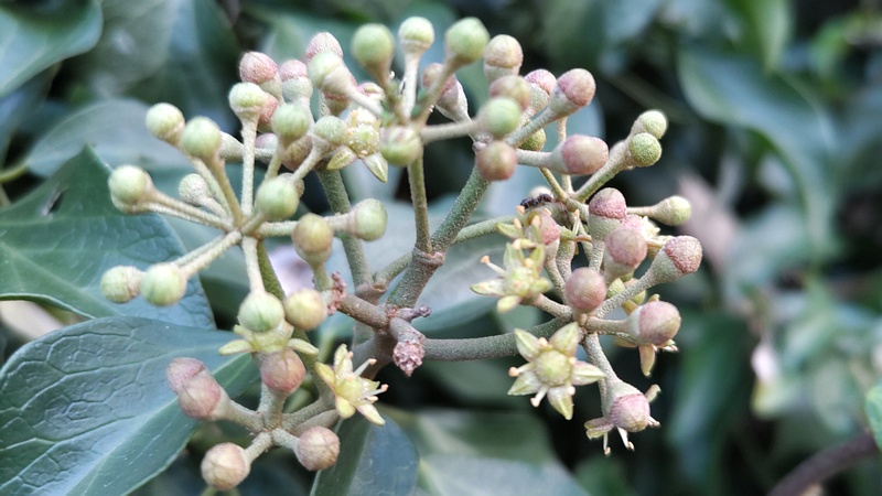 キヅタの花 横浜市旭区今宿南町