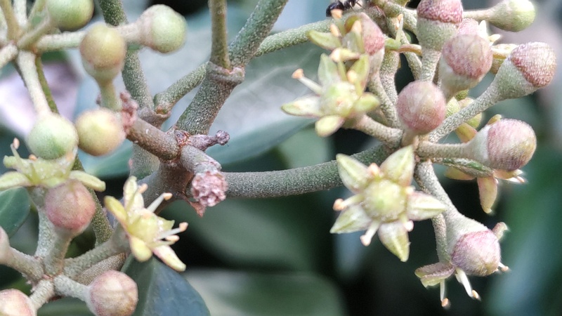 キヅタの花 横浜市旭区今宿南町