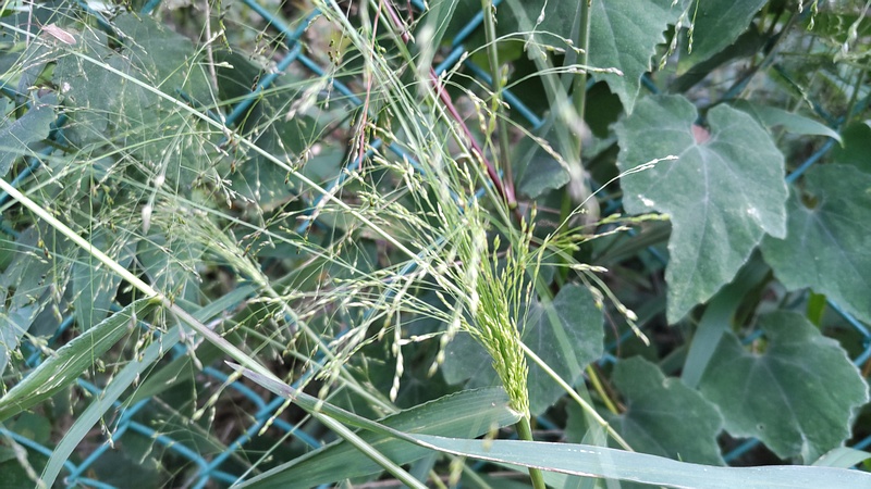 ヌカキビ 横浜市旭区今宿南町