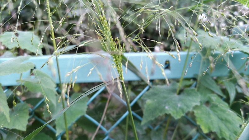 ヌカキビ 横浜市旭区今宿南町