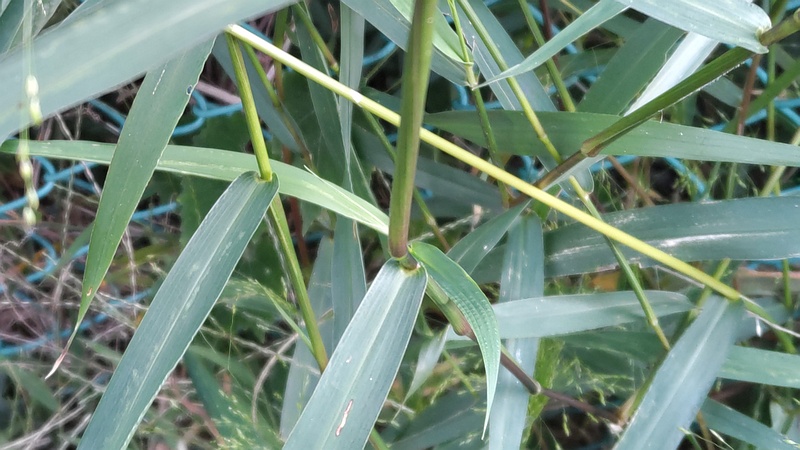 ヌカキビ 横浜市旭区今宿南町
