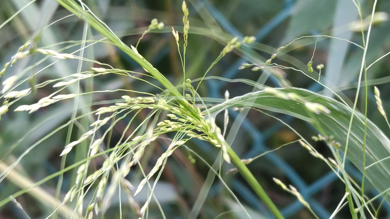 ヌカキビ 横浜市旭区今宿南町